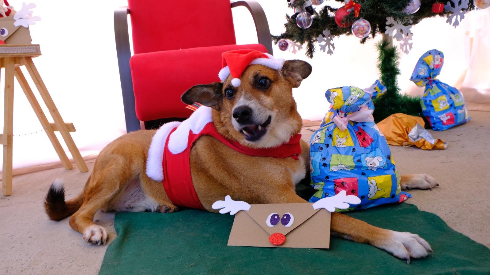 A foto mostra Gordo, um cão sem raça definida de cor caramelo e patas, focinho e peito brancos; ele está deitado e caracterizado como Papai Noel, com um gorro e roupinha vermelhos, tendo ao fundo uma árvore de Natal e uma poltrona, também vermelha